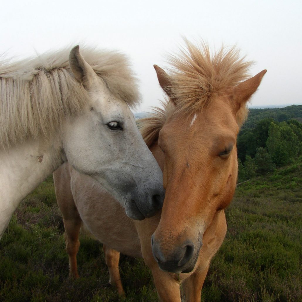 Denken een miljoen Rechtdoor Alles over het kopen van een paard | Sophia-Vereeniging