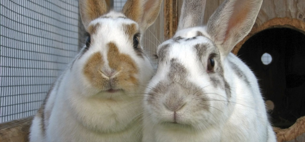 warm Uitputten Chemicus Alles over het kopen van konijnen | Sophia-Vereeniging