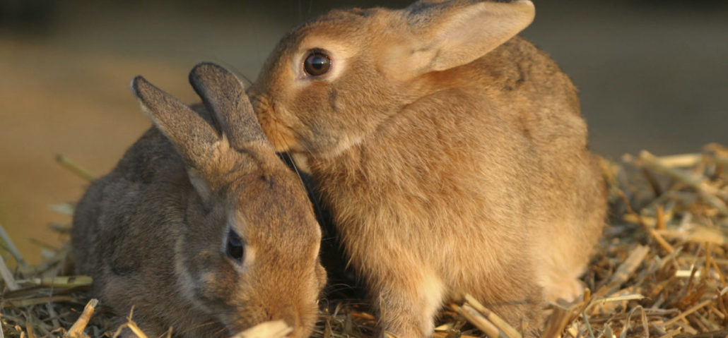 Bewolkt Productie vitamine Alles over het kopen van konijnen | Sophia-Vereeniging