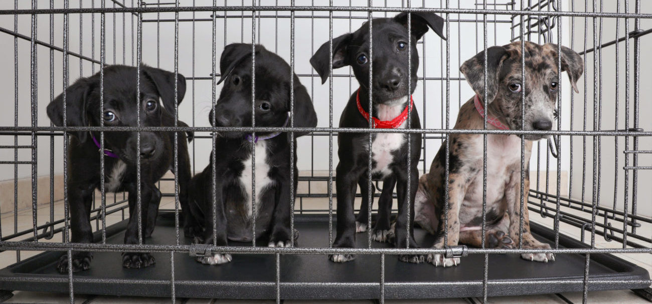 Kijk uit voor malafide hondenhandel Sophia-Vereeniging