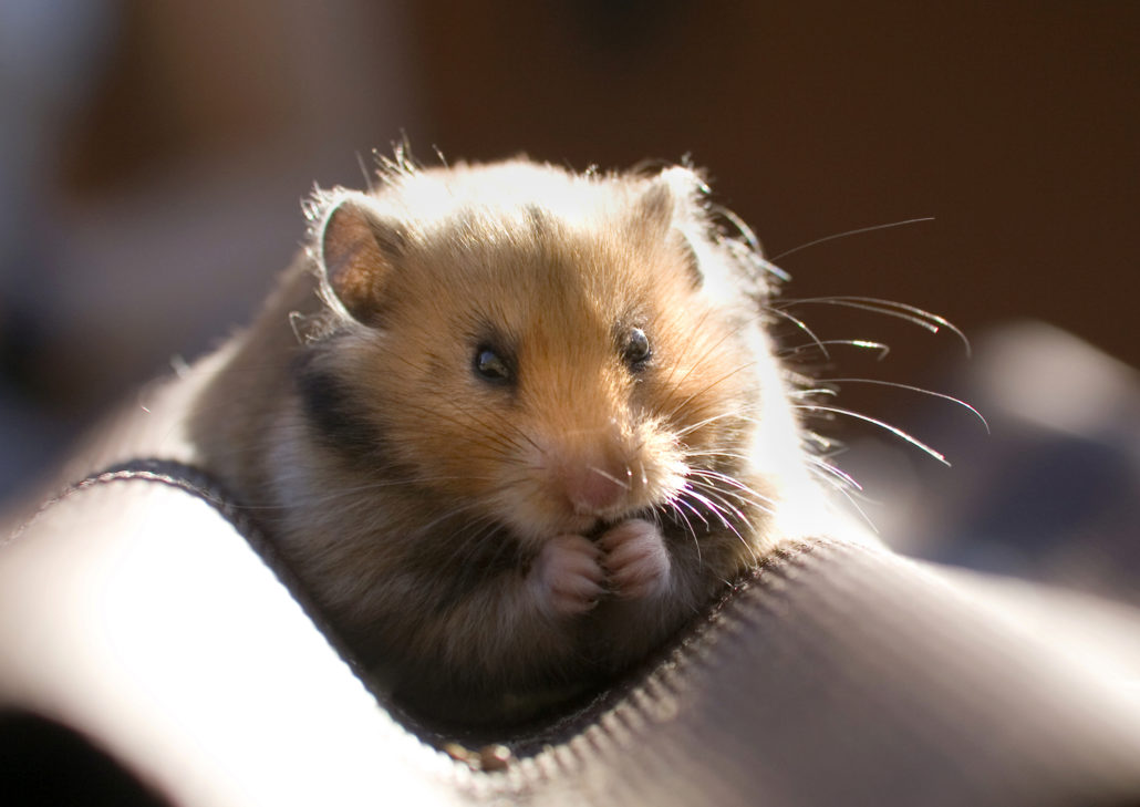 ik heb honger Bewolkt Ongeautoriseerd Alles over het kopen van een hamster | Sophia-Vereeniging