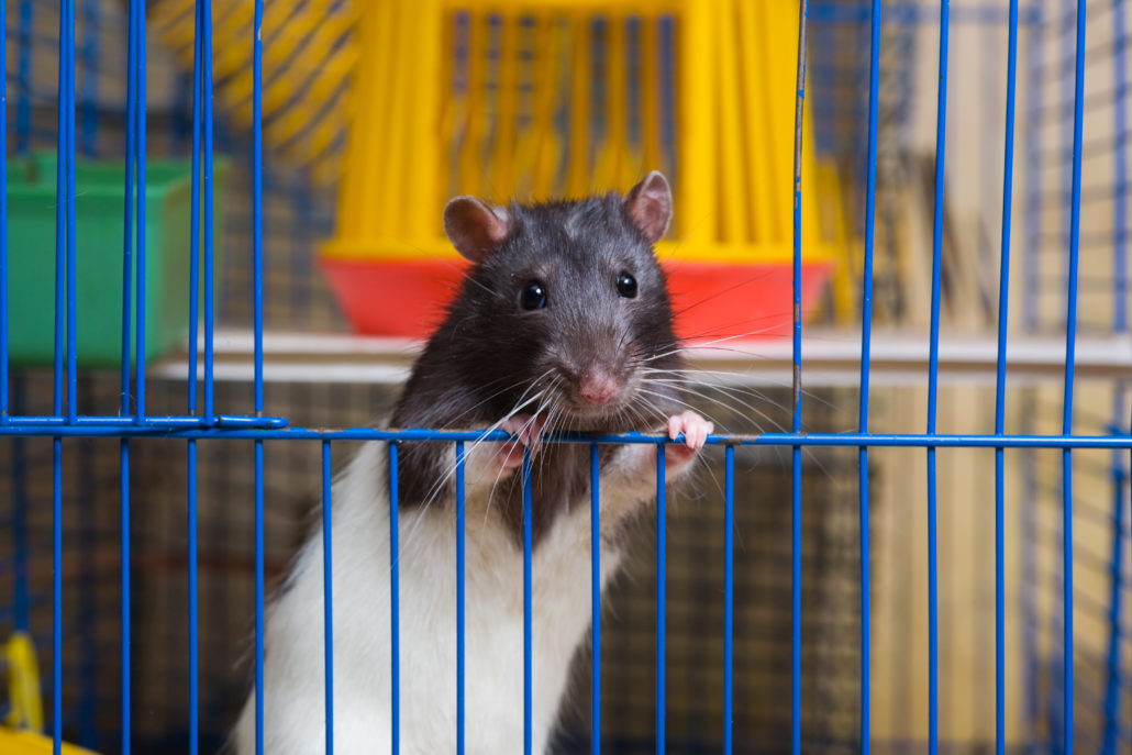 Oswald Wereldrecord Guinness Book Zeebrasem Alles over het kopen van ratten | Sophia-Vereeniging
