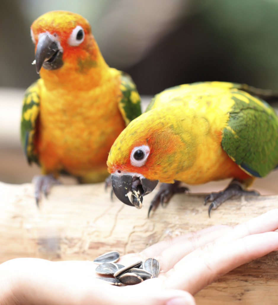 klauw omverwerping Pijler Vogels houden als gezelschapsdier | Sophia-Vereeniging