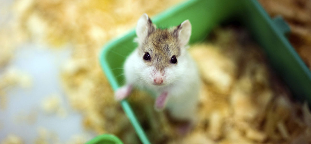 Hervat Leidingen bar Alles over het kopen van een hamster | Sophia-Vereeniging