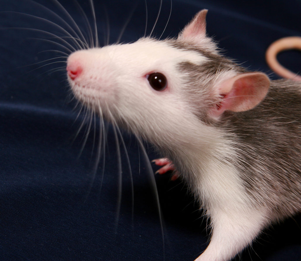Oswald Wereldrecord Guinness Book Zeebrasem Alles over het kopen van ratten | Sophia-Vereeniging