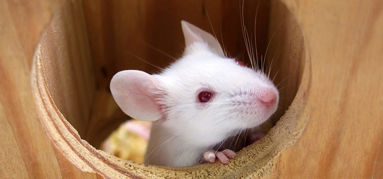 smeren Wijzerplaat voorzien Alles over het kopen van muizen | Sophia-Vereeniging