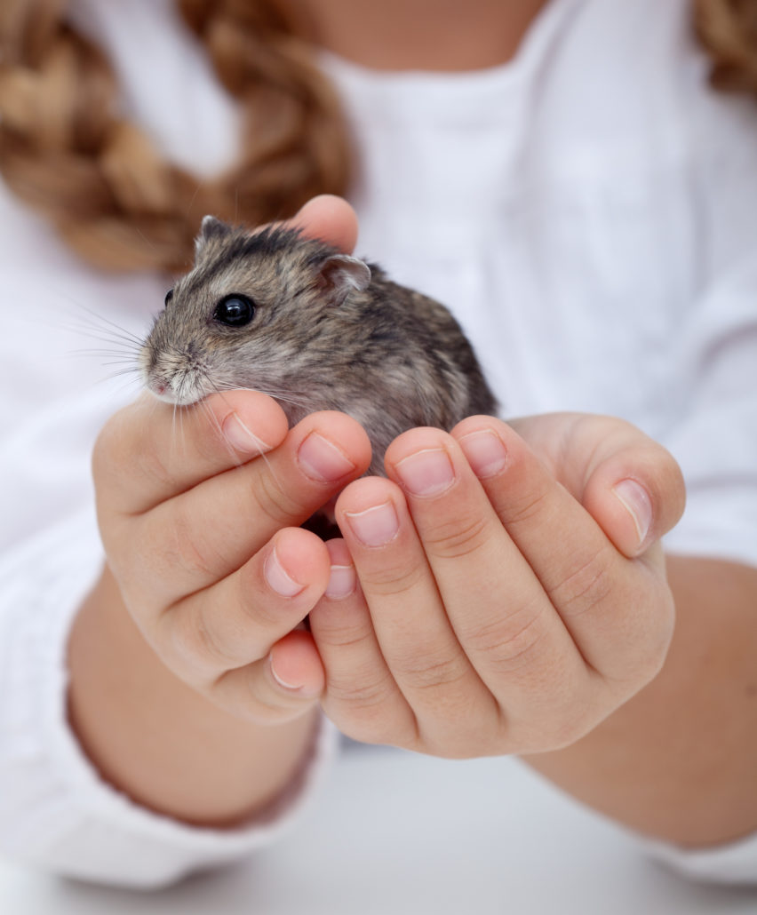 dealer Woord ontsmettingsmiddel Alles over het kopen van een hamster | Sophia-Vereeniging