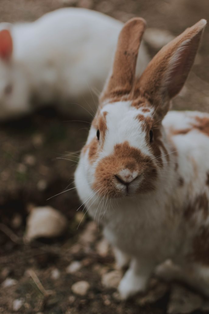 Alles over het van konijnen | Sophia-Vereeniging
